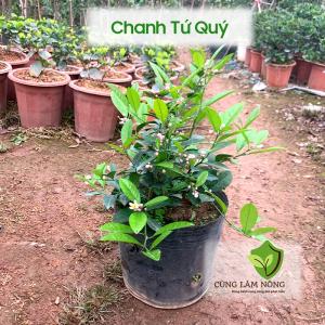 Cây chanh tứ quý chiết cành.
